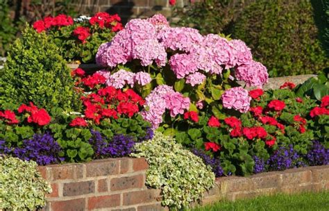 Hortensia De Jardin La Reine De Votre Jardin D Couvrez Comment En