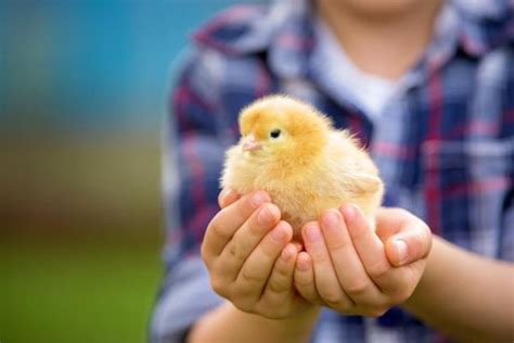 The Best Pet Chicken Names - 100+ List for Male and Female Chicks