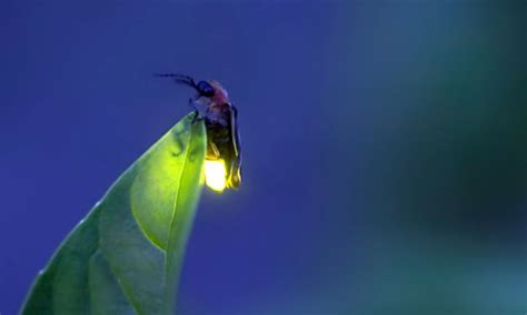 Por Que Brillan Las Luci Rnagas Datos Sorprendentes