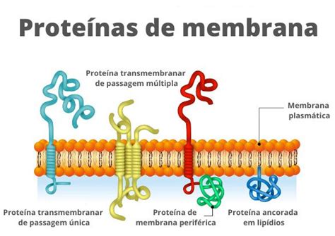 Total Imagem Modelo Da Membrana Plasmatica Br Thptnganamst Edu Vn