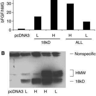 Basic Fibroblast Growth Factor Mrna And Protein Expression In F Cells