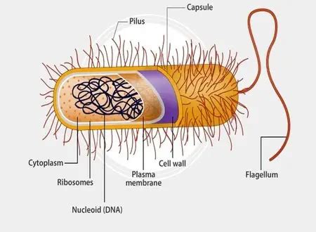 Archaea Vs Bacteria Venn Diagram