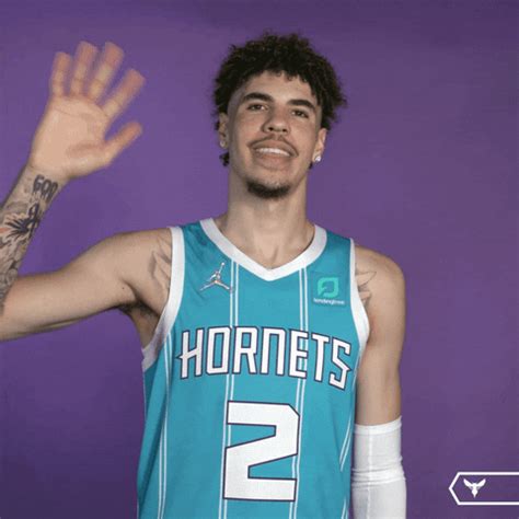 charlotte hornet gifs find share  giphy