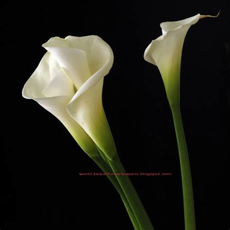 Beautiful Wallpapers Calla Lily Flowers Wallpaper