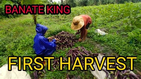 Harvesting Banate King Eggplant Eggplant Farm Buhay Probinsya Youtube