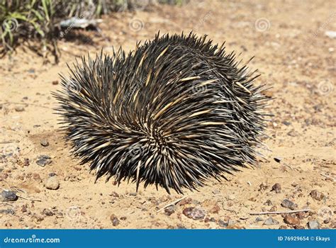 Echidna Rolled Up In A Ball Stock Photo Image Of Thorny Wild 76929654