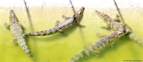 Cidade Chinesa Ca A Dezenas De Crocodilos Fugidos De Fazenda