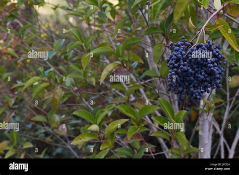 Chinese Privet High Resolution Stock Photography And Images Alamy