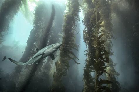 Kelp Forest Shark