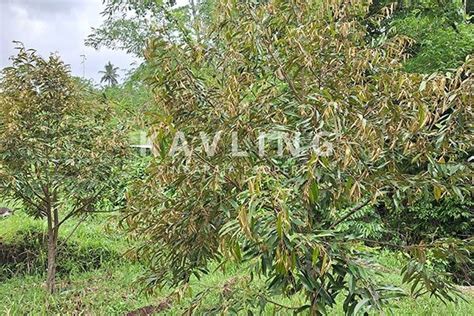 Dijual Tanah Kebun Durian Musangking Di Desa Panji Abasan Kavling