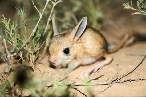 Jerboa - A-Z Animals