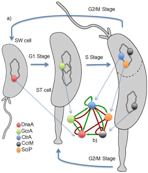 Schematic Diagram For The Cell Cycle In C Crescentus I Cell Cycle