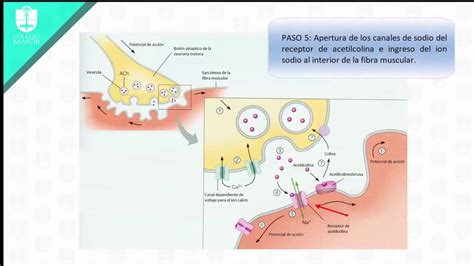 Sinapsis Química Placa Motora Unión Neuromuscular Youtube