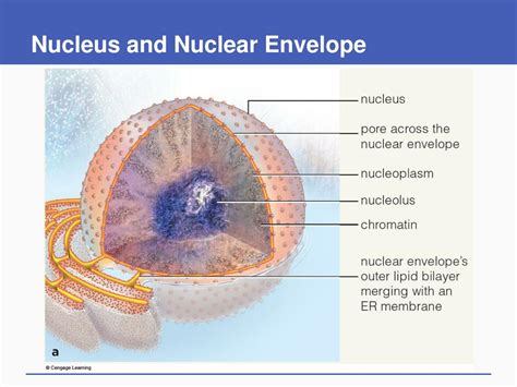 Ppt Cell Structure And Function Powerpoint Presentation Free Download Id5958745