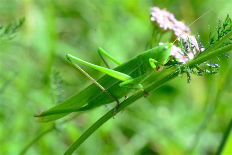 Grasshopper Control: How To Stop Grasshoppers From Eating My Plants | Gardening Know How