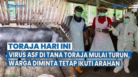 Laporan Ternak Babi Terjangkit Virus Asf Di Tana Toraja Menurun Warga