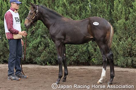 セレクトセールニュース速報｜セレクトセール2023特集｜競馬情報ならjra Van