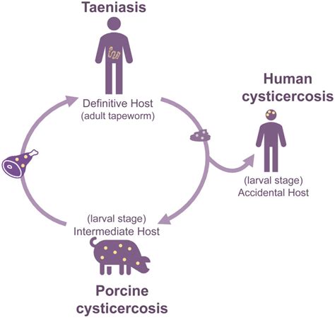 Figure Taenia Solium Life Cycle Guideline For Preventive