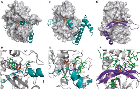 Structural characterization of the hypothetical protein Lpg2622, a new ...