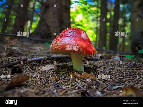 Poisonous Mushroom Red Fly Agaric Amanita Muscaria In Mountain