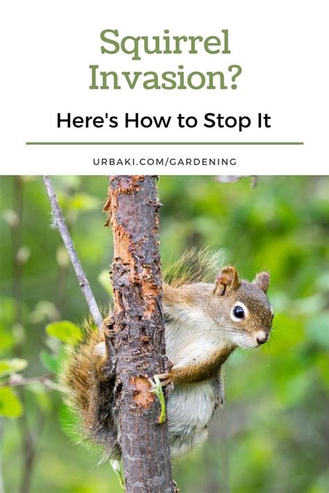 Squirrel Invasion? Here's How to Stop It | Natural repellent, Protect ...