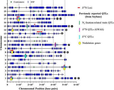 Physical Position Of Snps On Soybean Chromosomes And Position Of Loci