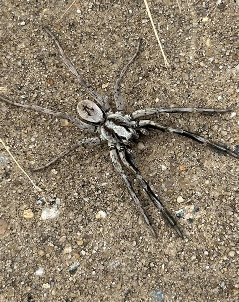 Is this a Carolina Wolf Spider? Found at the Wright Brother’s Memorial ...