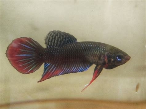 Pez Beta Betta Splendens INaturalist Mexico