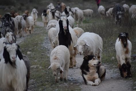 Herd of Sheep · Free Stock Photo