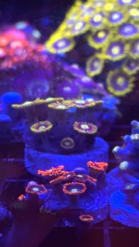 Zoa Issue | Reef2Reef