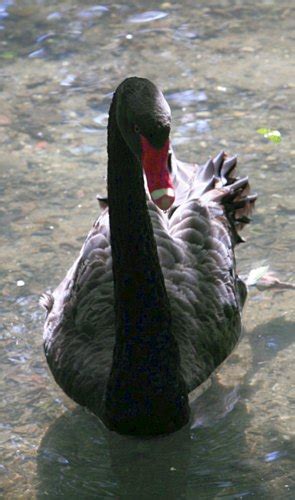 So Who Are These Black Swans, Anyway?