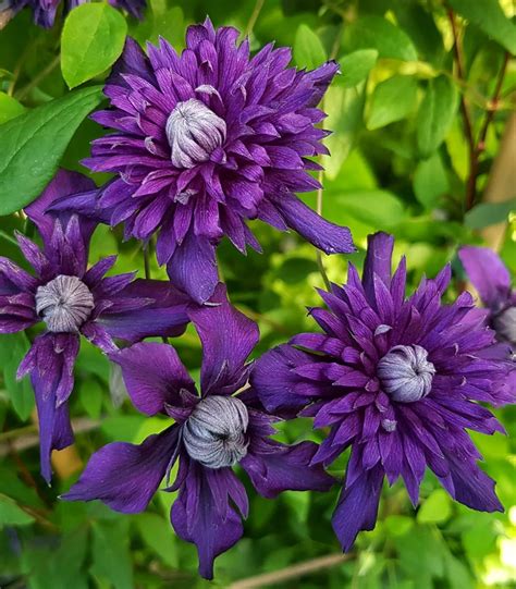 Repeat Flowering Double Clematis Plants Richard Jackson Garden