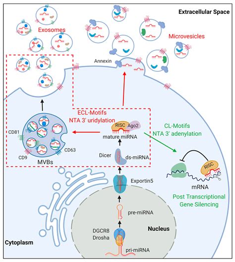 Vesicle In Plant Cell