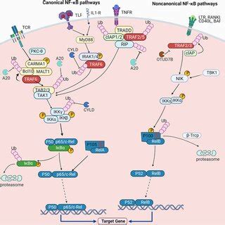 Activation Of Canonical And Noncanonical Nf B Pathways In The