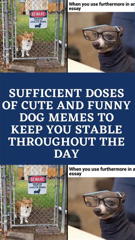 Sufficient Doses Of Cute And Funny Dog Memes To Keep You Stable