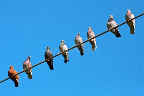 Birds Sitting On The Wire Stock Image Image Of Isolated 17477007