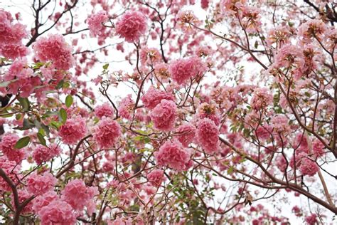 Rosea De Tabebuia O Rboles De Trompeta Hermosos Que Florecen En Estaci