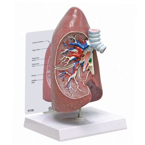 Lung Model