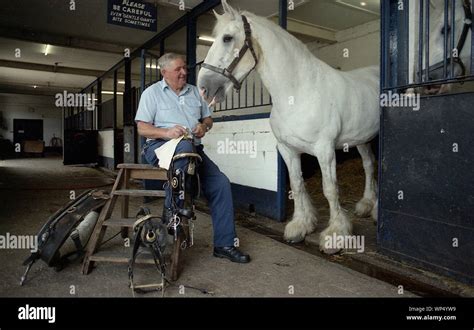 Tetley Shire Horse Stables Pic David Hill Stock Photo Alamy