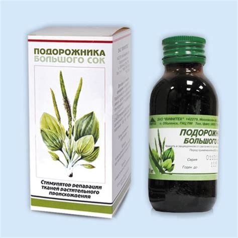 Подорожник - лечебные свойства и применение лекарственного растения