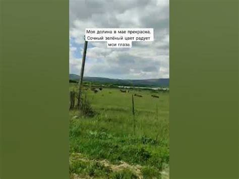 горная долина в мае. Крым. сыр. горы. коровы пасутся на сочном зелёном ...