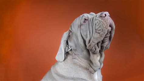 Mastino Napoletano Dit Moet Je Weten Alles Over Honden