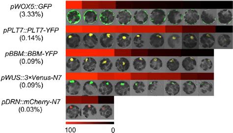 Isolating Protoplasts Induces Ectopic Gene Expression After Hours