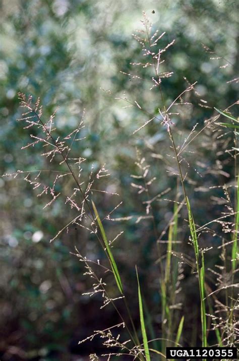 switchgrass (Panicum virgatum)