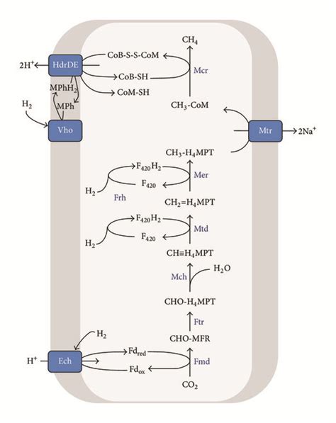 Reverse Methanogenesis And Respiration In Methanotrophic Archaea