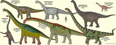 Bio113 Sauropodomorphs