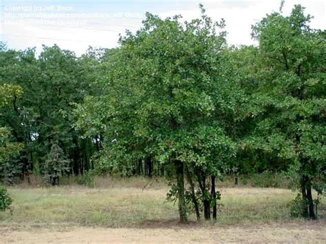 Plantfiles Pictures Blackjack Oak Quercus Marilandica By Killdawabbit