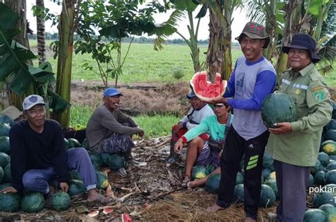 Manfaatkan Sawah Saat Kemarau Poktan Setia Abadi Panen Semangka Hingga