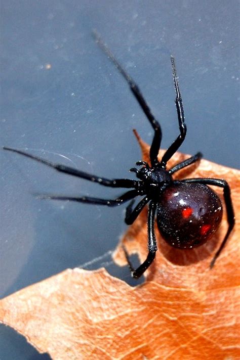 BLACK WIDOW SPIDER Latrodectus Mactans Home