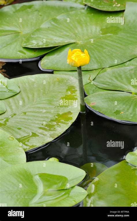 Yellow pond lily (Nuphar lutea Stock Photo - Alamy